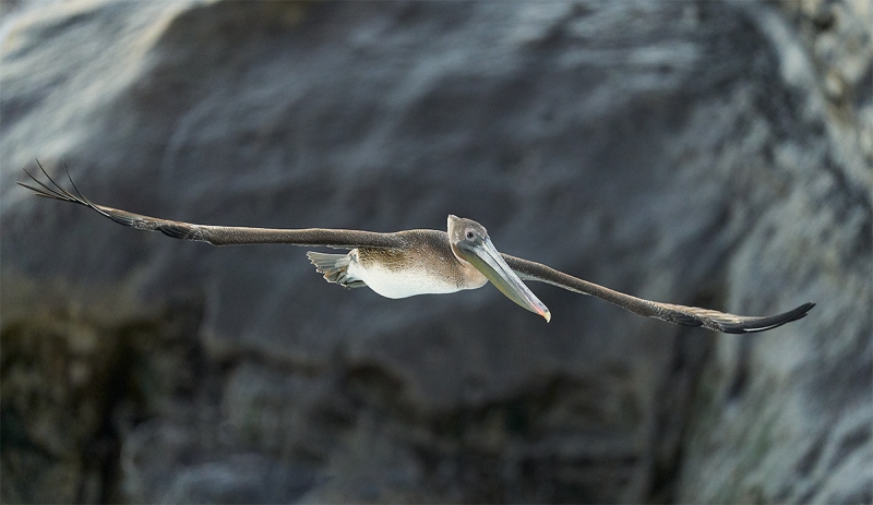 Brown-Pelican-juvenile-flying-against-cliff-face-_A922173-La-Jolla-CA-1