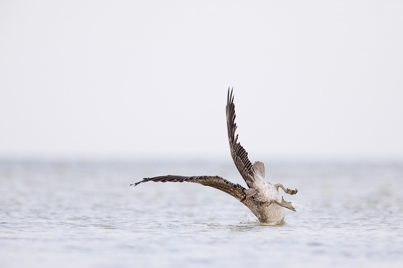 Brown-Pelican-juvenile-hitting-the-water-after-dive-_W5A6568--Fort-DeSoto-Park,-FL