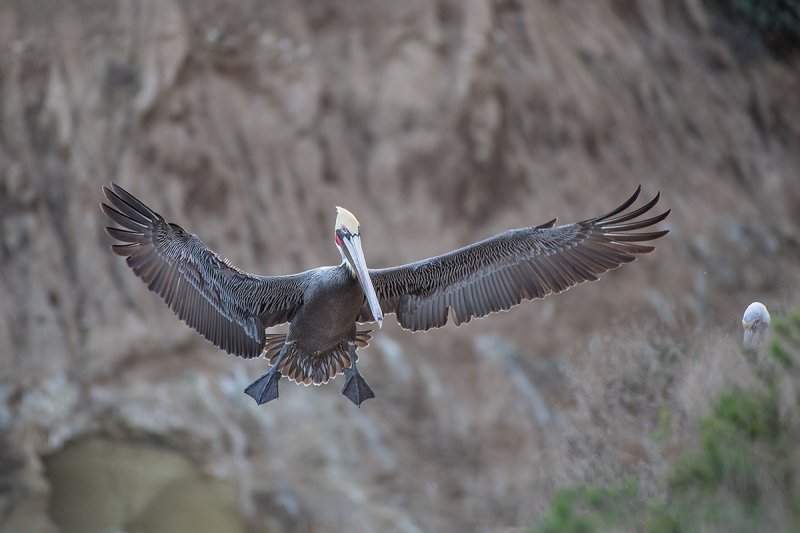 Brown-Pelican-landing-_DSC0520--La--Jolla,-CA