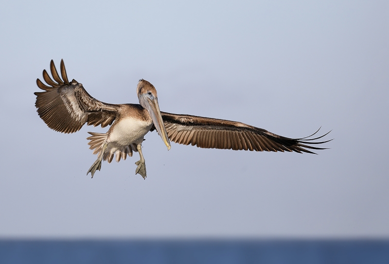 Brown-Pelican-landing-_P3A3351-Fort-DeSoto-Park,-Pinellas-County,-FL