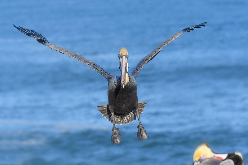 Brown-Pelican-landing-near-friend-DARKER_DSC1461--La--Jolla,-CA