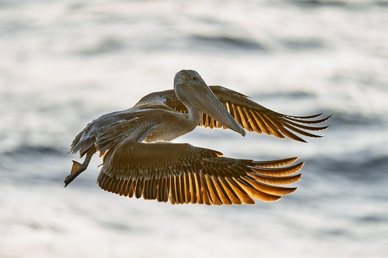 Brown-Pelican-low-light-backlit-_A929977-Sebastian-Inlet-FL-1