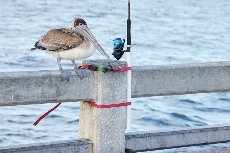 Brown-Pelican-on-pier-railing-_Q5A7642-Sunshine-Skyway-region-FL-1