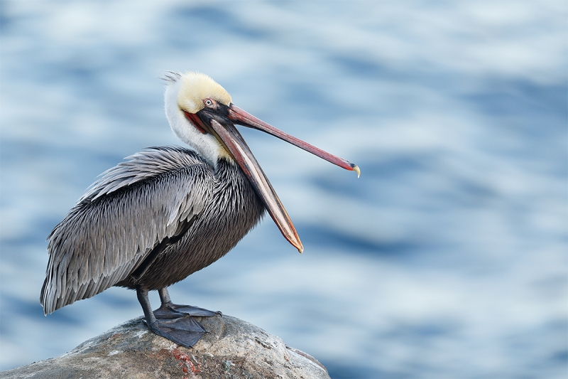 Brown-Pelican-open-bill-_W5A9157-La-Jolla,-CA