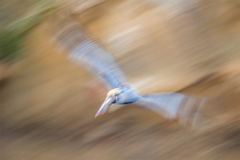 Brown-Pelican-pan-blur-against-cliff-_MAI6126-San-Diego-CA