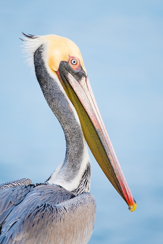 Brown-Pelican-pre-breeding-VIBR-only--_DSF1791-La-Jolla,-CA