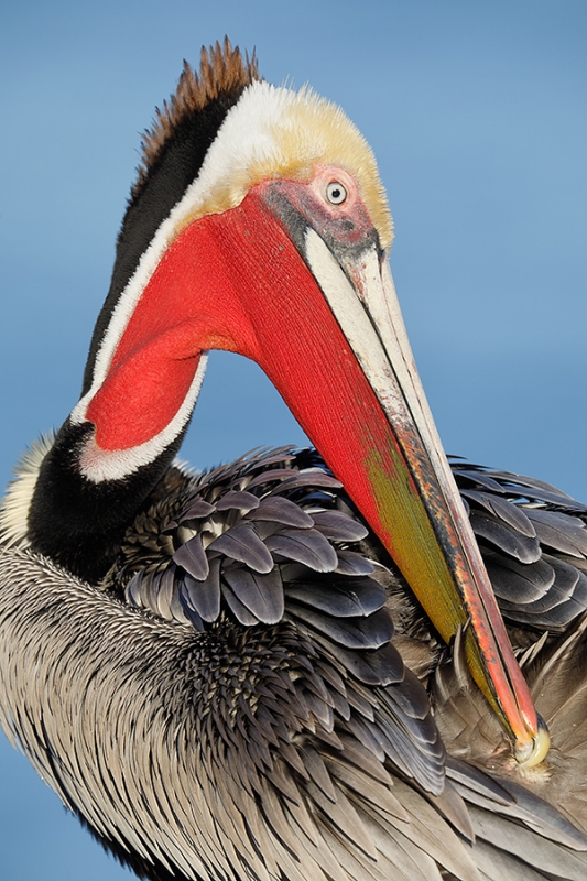 Brown-Pelican-preening-re-do-_W5A4544-La-Jolla,-CA