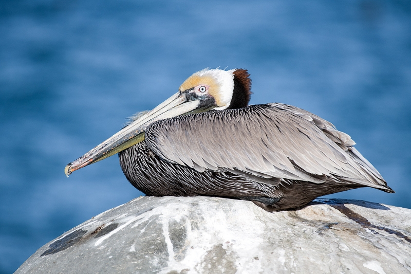 Brown-Pelican-resting-_DSC1718--La--Jolla,-CA