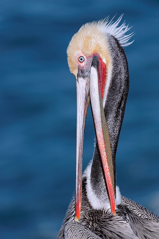 Brown-Pelican-scissors-preening-_Y5O4152--La-Jolla,-CA