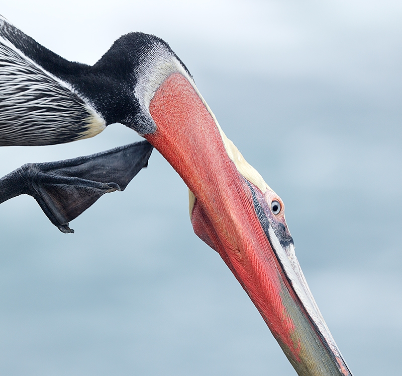 Brown-Pelican-scratching-boxy-CROP-_P3A0546-La-Jolla,-CA