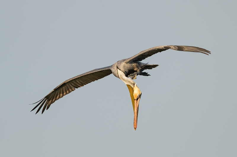 Brown-Pelican-scratching-in-flight-_DSC4281--Alafia-Banks,-Tampa-Bay,-FL