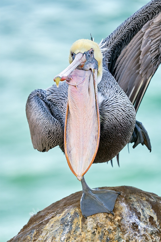 Brown-Pelican-start-of-wing-stretch-_A921450-La-Jolla-CA-1