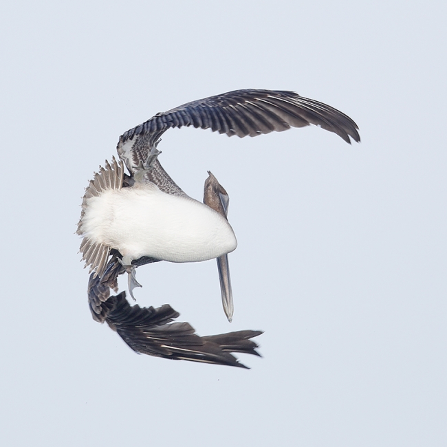 Brown-Pelican-starting-dive-_W5A8433--Fort-DeSoto-Park,-Pinellas-County,-FL