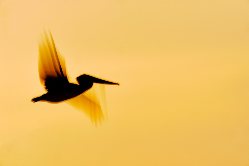 Brown-Pelican-sunset-blur-1-13-sec-_A9B9943-Fort-DeSoto-Park-FL-1