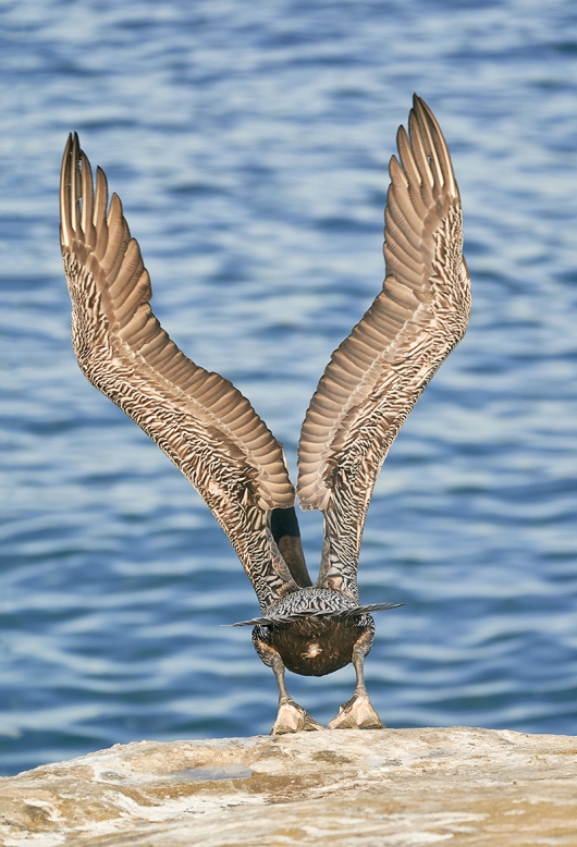 Brown-Pelican-taking-flight-_DSC8418--San-Diego,-CA-1