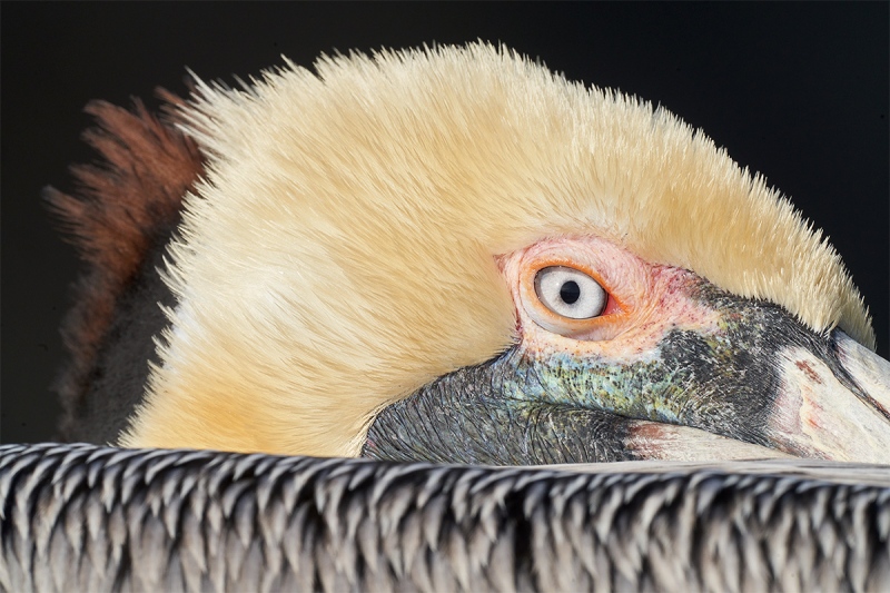 Brown-Pelican-tight-face-1200mm-_7R48575-La-Jolla-CA-1