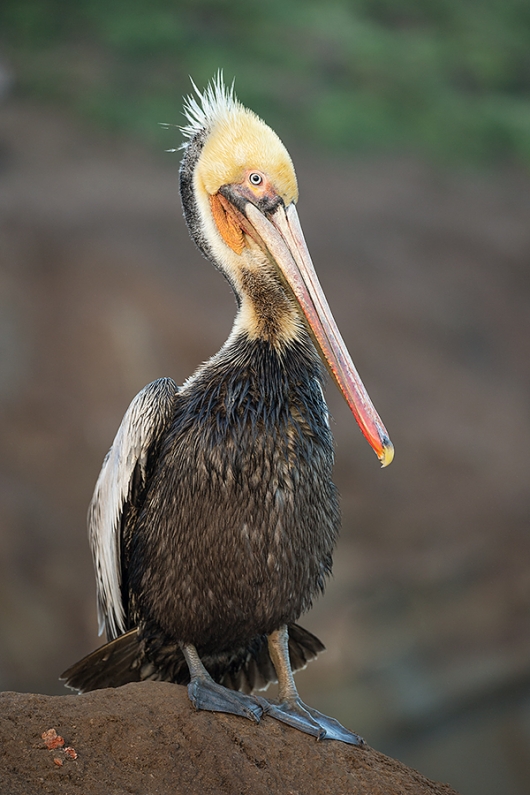 Brown-Pelican-w-dark-BKGR-_Y5O0006-La-Jolla,-CA