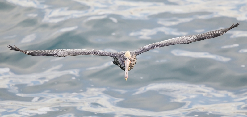 Brown-Pelican-wet-incoming-_W5A6045--La-Jolla,-CA