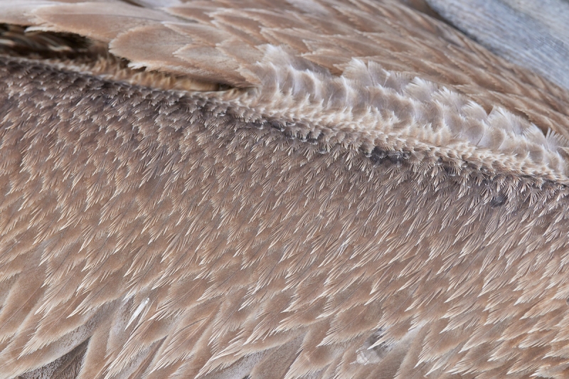 Brown-Pelican-wing-back-and-bill-detail-_Q5A7610-Sunshine-Skyway-region-FL-1