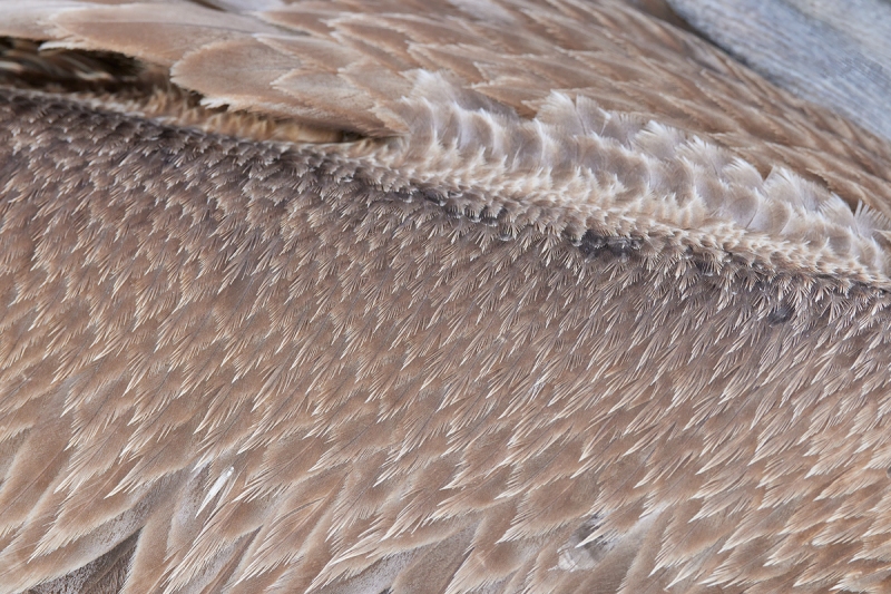 Brown-Pelican-wing-back-and-bill-detail-_Q5A7610-Sunshine-Skyway-region-FL-1