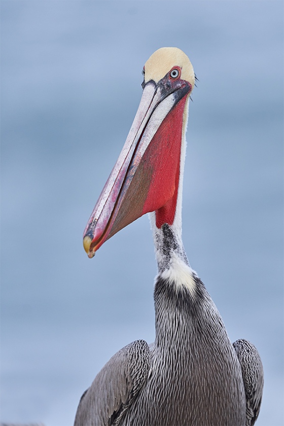 Brown-Pelican-with-bill-pouch-distended-_7R48232-La-Jolla-CA-1