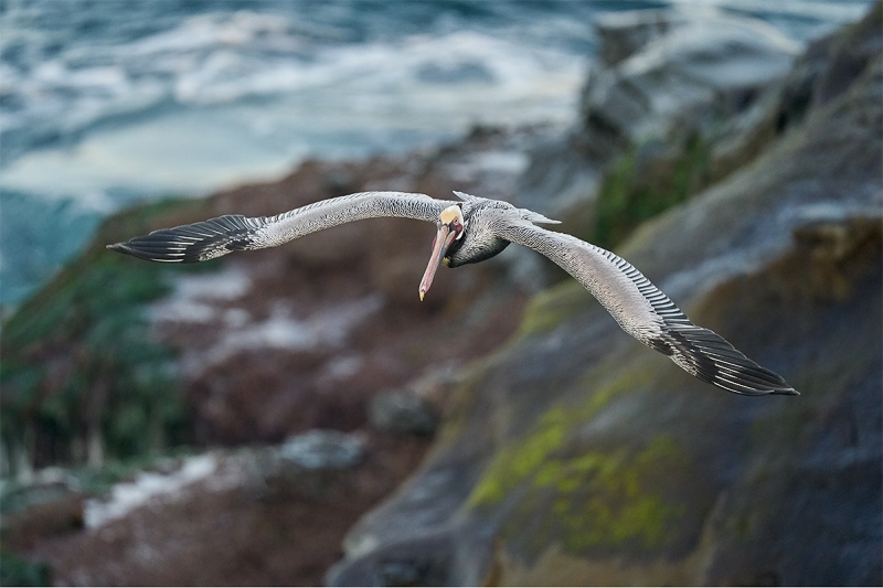 Brown-Pelican-with-low-cliff-background-_A923898-La-Jolla-CA-1