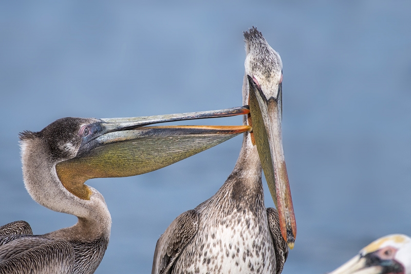 Brown-Pelicans-communicating-_DSC4072--La--Jolla,-CA