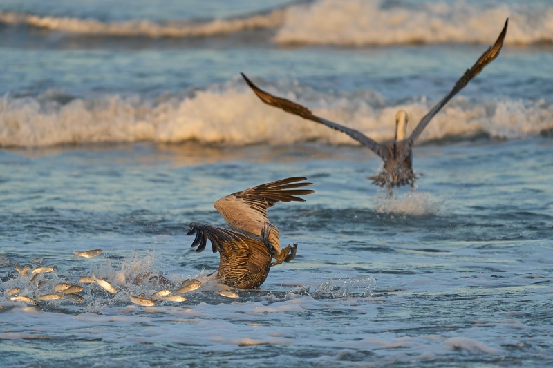 Brown-Pelicans-diving-for-finger-mullet-_A938991-South-Padre-Island-Oct-2020