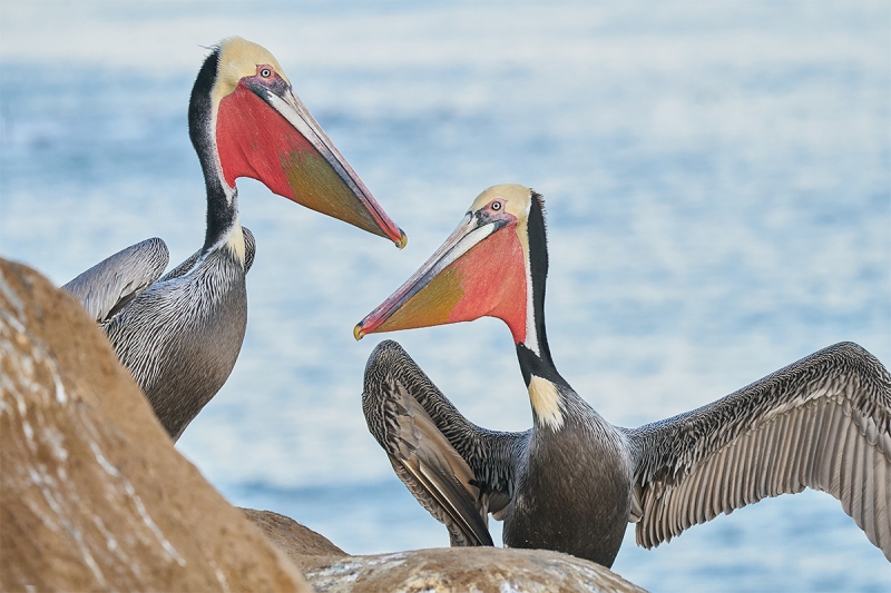 Brown-Pelicans-greeting-_A923358-La-Jolla-CA-1