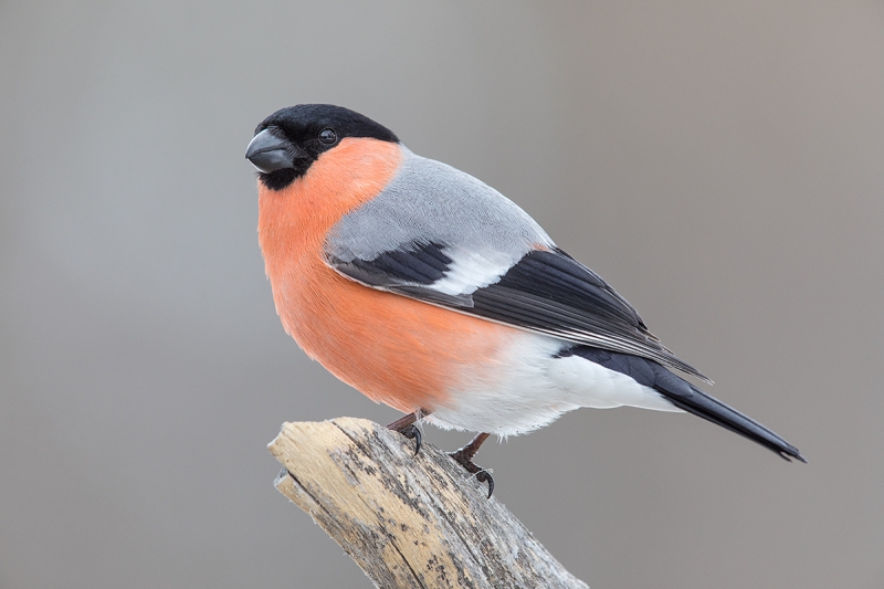 Bullfinch-male-_W5A7367-Kuusamo,-Finland