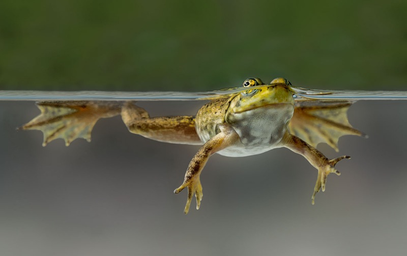 Bullfrog_juvenile-over-under-_1695