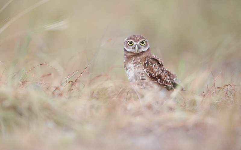 Burrowing-owl-chick-in-the-grasses_A3I0354-Boca-Raton-Airport,-FL,-USA