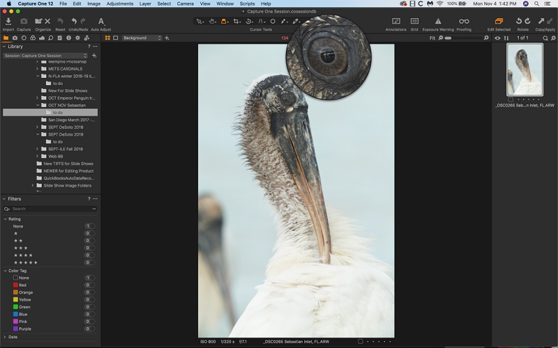 C-1-wood-stork