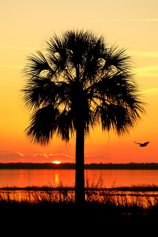 Cabbage-Palm-and-Black-Vulture-sunset-SILH-_P3A0035--Indian-Lake-Estates,-FL