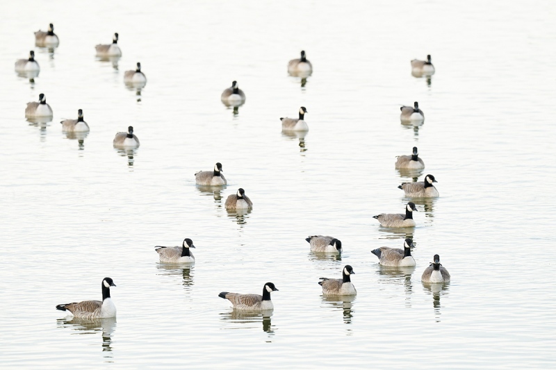 Cackling-Goose-flock-_A928868-Lakewood-CO-1