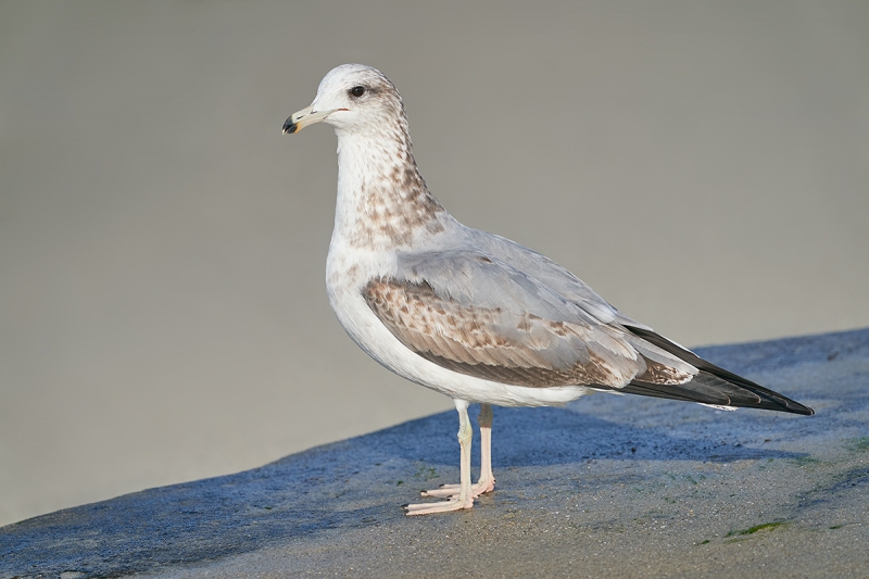 California-Gull-in-first-winter-plumage-_DSC8498--San-Diego,-CA-1