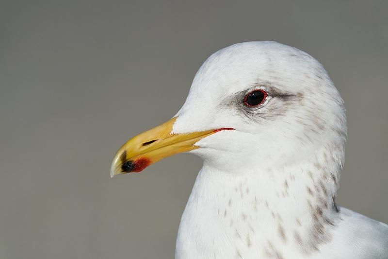 California-Gull-winter-plumage-head-portait-_DSC8525--San-Diego,-CA-1