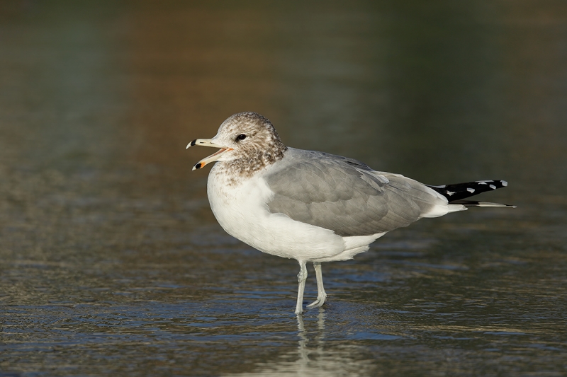 California-Gull-yawning-winter-plumage-_W5A5550-La-Jolla-Shores-Beach,-CA