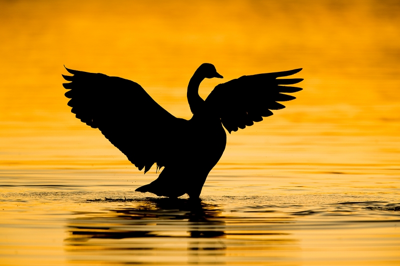 Canada-Goose-flapping-pre-dawn-_J1I9245--Gilbert-Water-Ranch,-Phoenix,-AZ