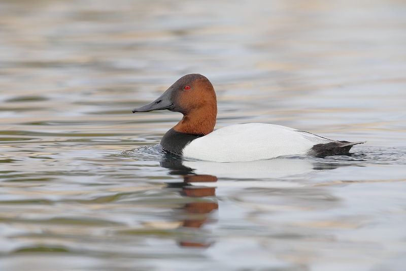 Canvasback-drake-swimming-_W5A5876-Phoenix,-AZ