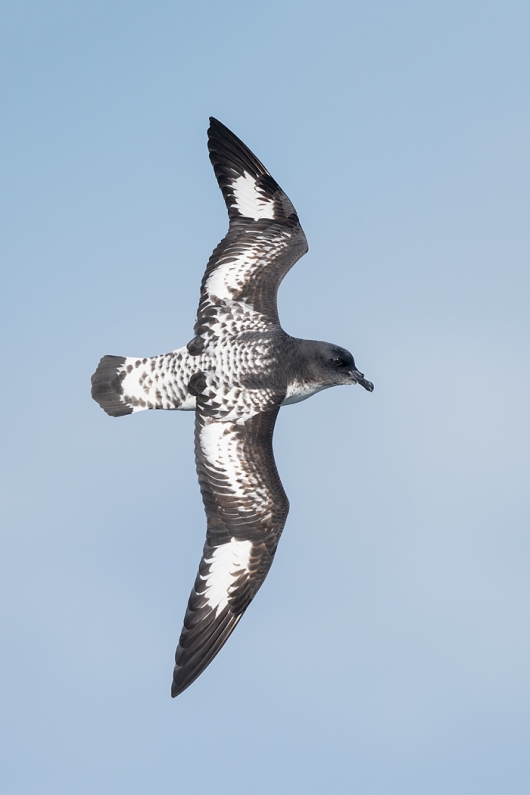Cape (Pintado) Petrel _MAI4339  southeast of Cape Horn, Southern Ocean