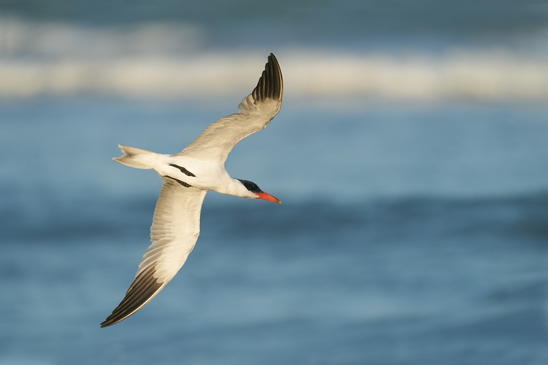 Caspian-Tern-diving-away-for-fish-_A925955-South-Padre-Island-TX-1