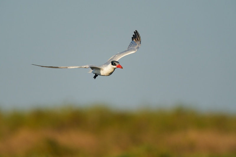 Caspian-Tern-rocking-flight-_A9B0615-Taylor-oilfields-High-Island-TX-1