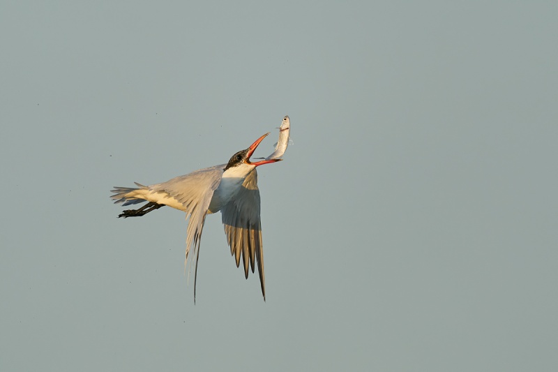 Caspian-Tern-tossing-finger-mullet-_A926220-South-Padre-Island-TX-1-gigapixel-scale-2_00x