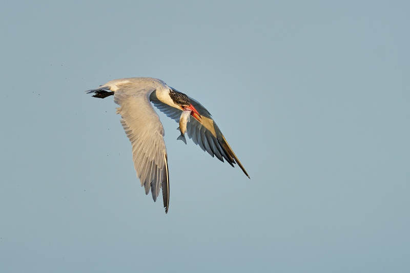 Caspian-Tern-with-finger-mulet-giga-PIX-_A926227-South-Padre-Island-TX-1-gigapixel-scale-2_00x