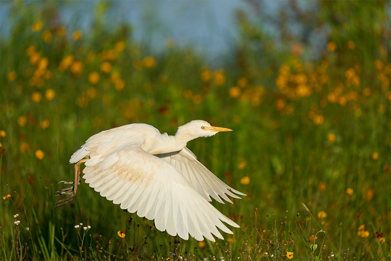 Cattl-Egret-non-breeding-taking-flight-_A925502-Indian-Lake-Estates-FL-1