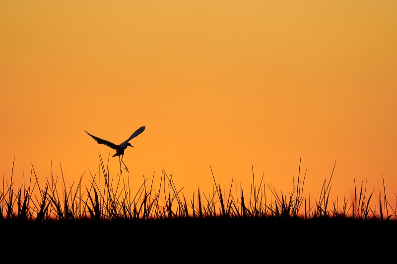 Cattle-Egret-A-landing-at-sunset-_A920749-Indian-Lake-Estates-FL-1