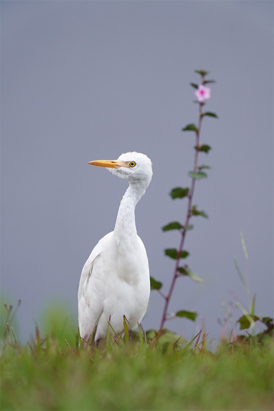 Cattle-Egret-and-pink-marsh-flower-_7R47603-Indian-Lake-Estates-FL-1