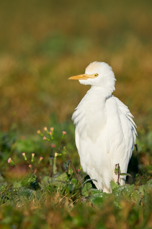 Cattle-Egret-and-tasselflower-_A9B5943-Indian-Lake-Estates-FL-1