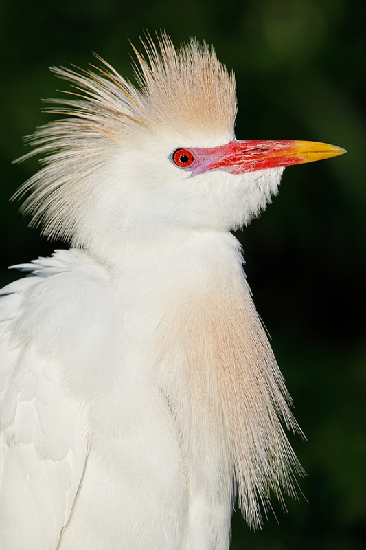 Cattle-Egret-breeding-plumage-cleaned-up-_W5A1023-Gatorland,-Kissimmee,-FL